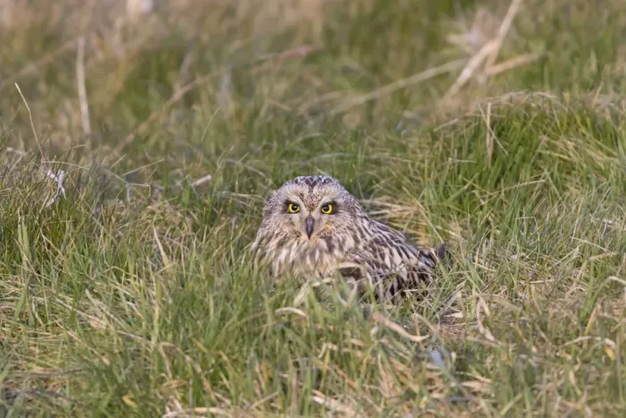 Framed Print : Short-eared Owl (Asio flammeus) adult, sitting on grass, Suffolk, England, April Framed Print : Short-eared Owl (Asio flammeus) adult, sitting on grass, Suffolk, England, April