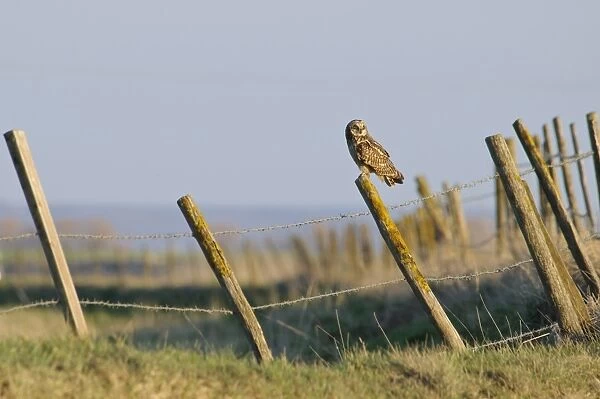 Short-eared Owl (Asio flammeus) adult, perched on lichen covered fencepost near raptor viewing point, Capel Fleet