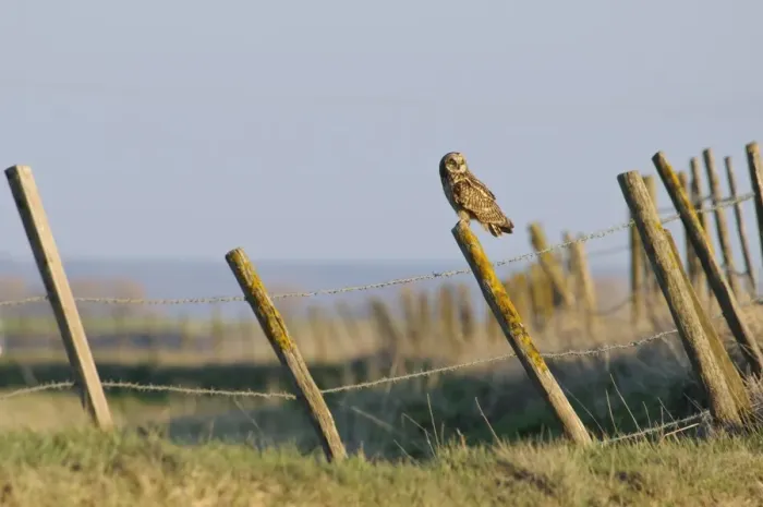 Framed Print : Short-eared Owl (Asio flammeus) adult, perched on lichen covered fencepost near raptor viewing point, Capel Fleet Framed Print : Short-eared Owl (Asio flammeus) adult, perched on lichen covered fencepost near raptor viewing point, Capel Fleet