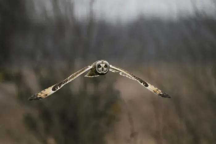 Framed Print : Short-eared Owl (Asio flammeus) adult, in flight, hovering over rough grassland, Norfolk, England, December Framed Print : Short-eared Owl (Asio flammeus) adult, in flight, hovering over rough grassland, Norfolk, England, December