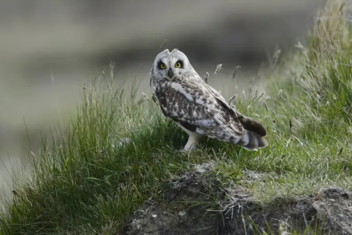 Framed Print : Short-eared Owl (Asio flammeus) adult, with ear tufts slightly raised, standing on hummock, North Uist, Outer Hebrides Framed Print : Short-eared Owl (Asio flammeus) adult, with ear tufts slightly raised, standing on hummock, North Uist, Outer Hebrides