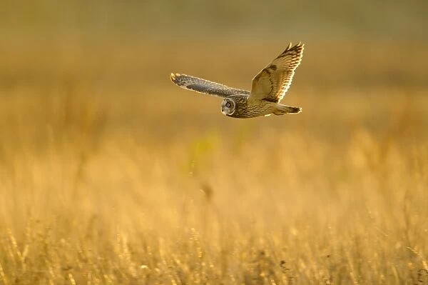 Short-eared Owl (Asio flammeus) adult, in flight, hunting over field in evening sunlight, Worlaby Carrs, Lincolnshire