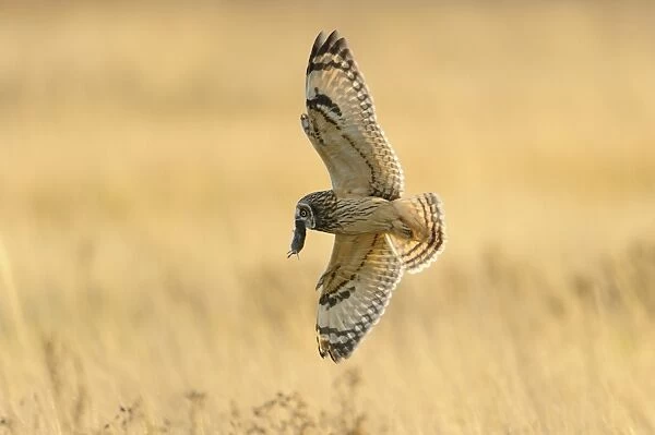 Short-eared Owl (Asio flammeus) adult, in flight, hunting over field, with vole prey in beak, Worlaby Carrs