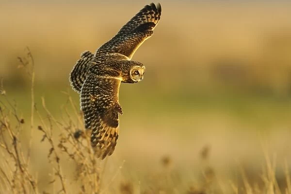 Short-eared Owl (Asio flammeus) adult, in flight, hunting over field, Worlaby Carrs, Lincolnshire, England, November