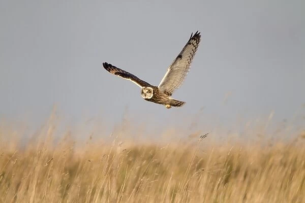 Short-eared Owl (Asio flammeus) adult, in flight, hunting over grassland, Whitesands, near Dunbar, East Lothian
