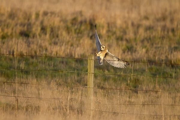 Short-eared Owl (Asio flammeus) adult, in flight, landing on fencepost in grassland hunting habitat, Whitesands