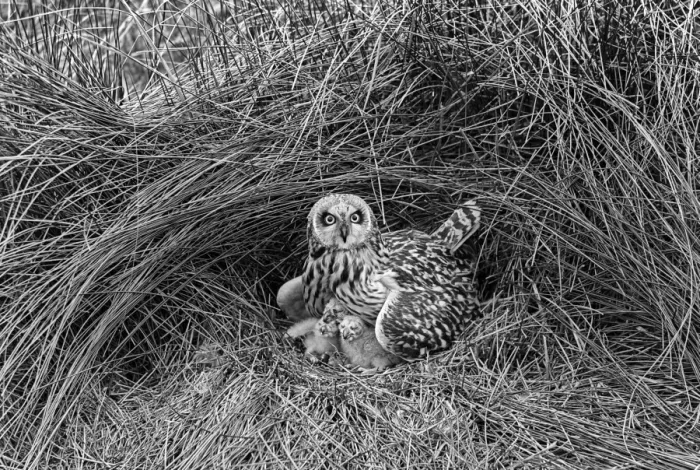 Framed Print : Short eared Owl, Hickling 1943 Framed Print : Short eared Owl, Hickling 1943