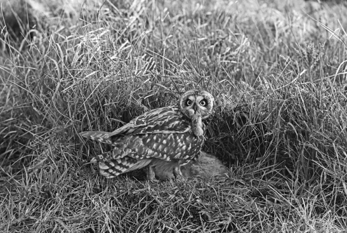 Framed Print : Short eared Owl, Hickling, Norfolk, 1942 Framed Print : Short eared Owl, Hickling, Norfolk, 1942