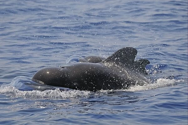 Short-finned Pilot Whale (Globicephala macrorhynchus) adult male and calf, surfacing from water, Maldives, march