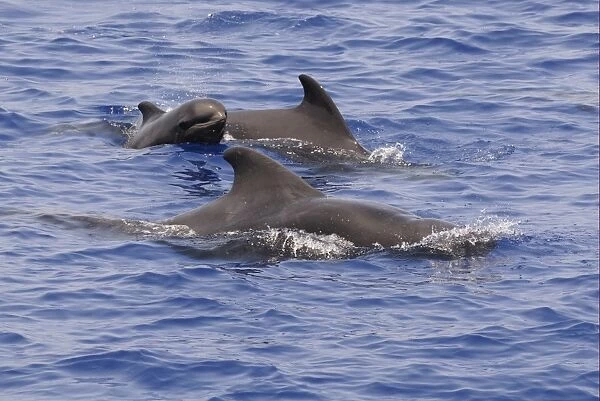 Short-finned Pilot Whale (Globicephala macrorhynchus) adult male, female and calf, surfacing from water, Maldives