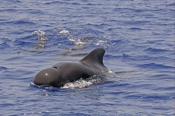 Short-finned Pilot Whale (Globicephala macrorhynchus) adult male, surfacing from water, Maldives, march