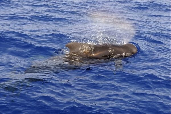 Short-finned Pilot Whale (Globicephala macrorhynchus) adult, spouting, surfacing from water, Maldives, march