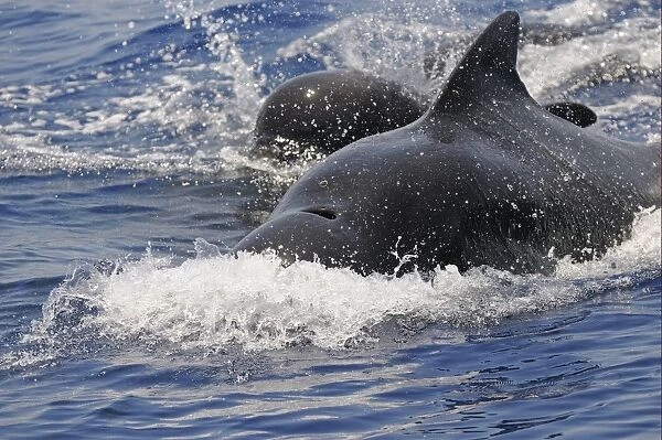 Short-finned Pilot Whale (Globicephala macrorhynchus) adult male, aggressive, surfacing from water, Maldives, march