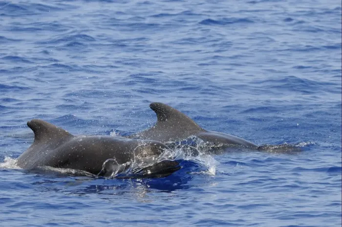 Framed Print : Short-finned Pilot Whale (Globicephala macrorhynchus) two adults, surfacing from water, Maldives, march Framed Print : Short-finned Pilot Whale (Globicephala macrorhynchus) two adults, surfacing from water, Maldives, march