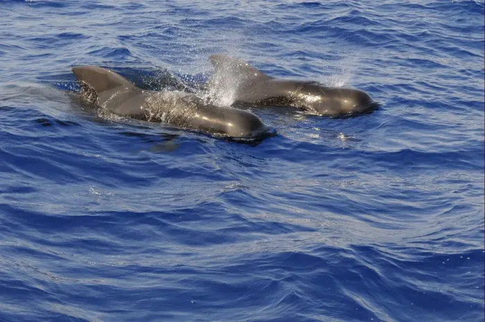 Framed Print : Short-finned Pilot Whale (Globicephala macrorhynchus) two adults, spouting, surfacing from water, Maldives, march Framed Print : Short-finned Pilot Whale (Globicephala macrorhynchus) two adults, spouting, surfacing from water, Maldives, march