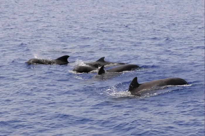 Framed Print : Short-finned Pilot Whale (Globicephala macrorhynchus) pod, surfacing from water, Maldives, march