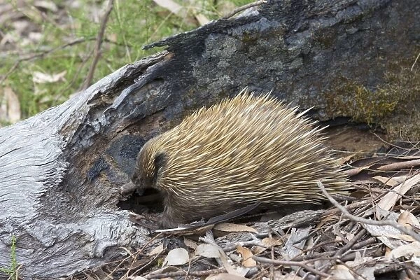 Short-nosed Echidna (Tachyglossus aculeatus) adult, foraging beside log in forest, Kangaroo Island, South Australia