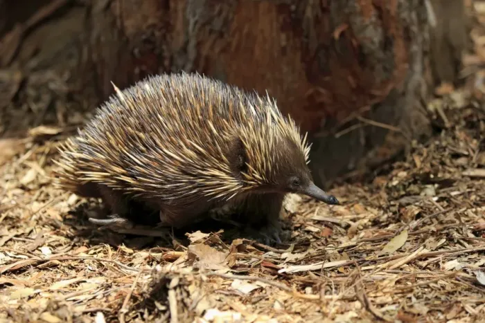 Framed Print : Short-nosed Echidna (Tachyglossus aculeatus) adult, foraging amongst leaf litter, South Australia, Australia, October