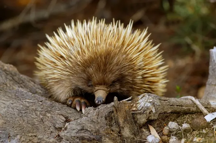 Framed Print : Short-nosed Echidna (Tachyglossus aculeatus) adult, clambering over tree stump, in dry heathland, Kangaroo Island, South Australia Framed Print : Short-nosed Echidna (Tachyglossus aculeatus) adult, clambering over tree stump, in dry heathland, Kangaroo Island, South Australia
