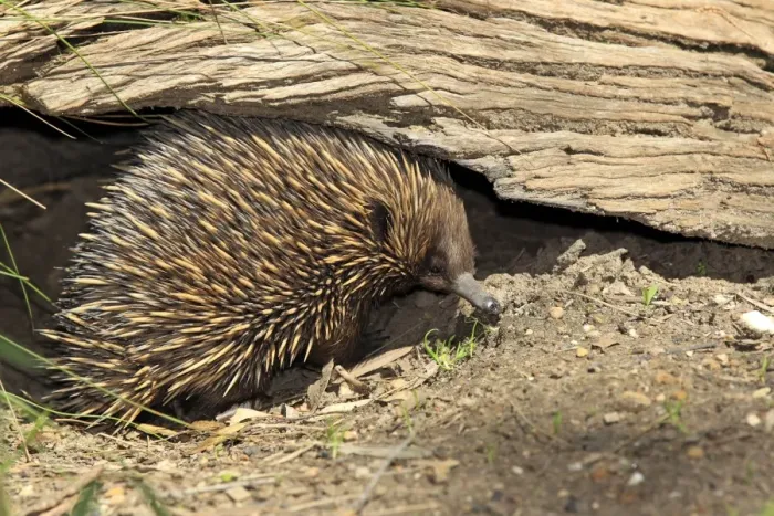 Framed Print : Short-nosed Echidna (Tachyglossus aculeatus) adult, foraging under log, South Australia, Australia Framed Print : Short-nosed Echidna (Tachyglossus aculeatus) adult, foraging under log, South Australia, Australia