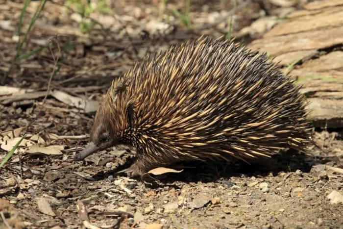 Framed Print : Short-nosed Echidna (Tachyglossus aculeatus) adult, foraging, South Australia, Australia Framed Print : Short-nosed Echidna (Tachyglossus aculeatus) adult, foraging, South Australia, Australia