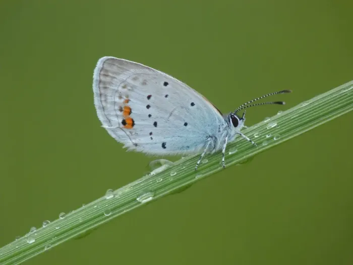 Framed Print : Short-tailed Blue (Everes argiades) adult male, resting on grass during rainfall, France, july Framed Print : Short-tailed Blue (Everes argiades) adult male, resting on grass during rainfall, France, july