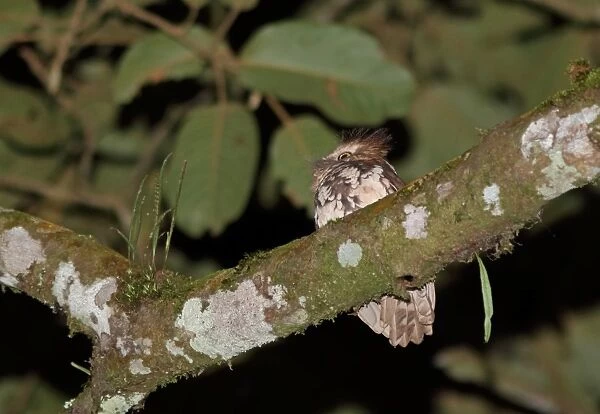 Short-tailed Frogmouth (Batrachostomus poliolophus poliolophus) adult, perched on branch, Kerinci Seblat N. P