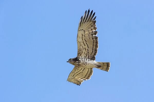 Short-toed Eagle (Circaetus gallicus) adult, in flight, during spring migration, Italy, March