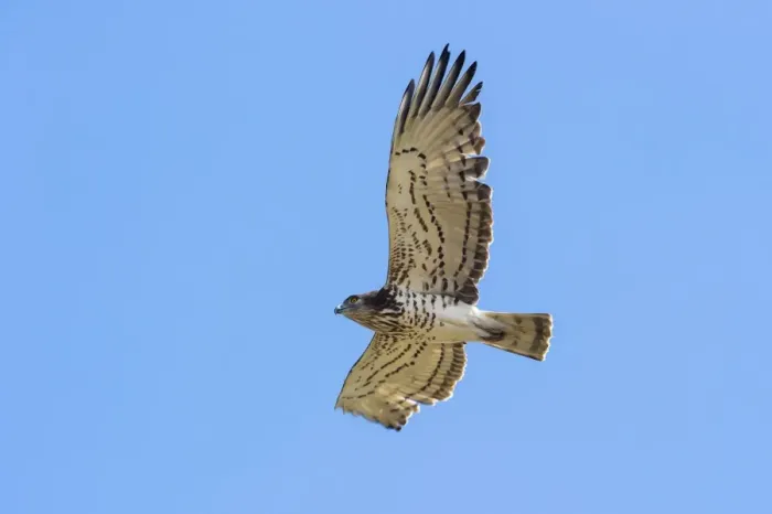Framed Print : Short-toed Eagle (Circaetus gallicus) adult, in flight, during spring migration, Italy, March Framed Print : Short-toed Eagle (Circaetus gallicus) adult, in flight, during spring migration, Italy, March