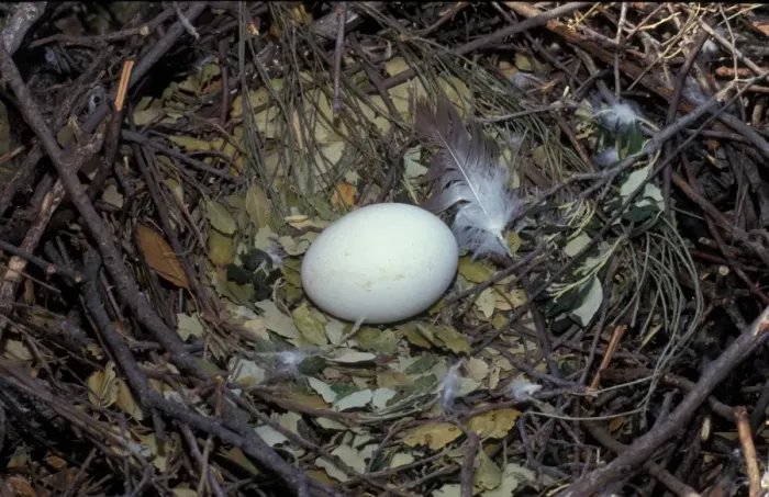 Framed Print : Short-toed Eagle (Circaetus gallicus) egg in nest Framed Print : Short-toed Eagle (Circaetus gallicus) egg in nest