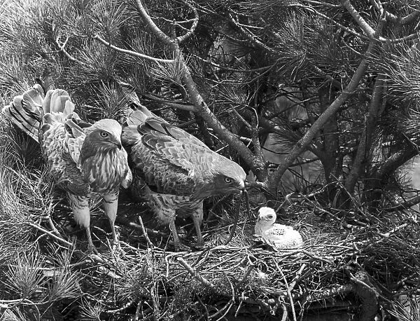 Short toed Eagles at nest - Coto Donana, Spain, 1957