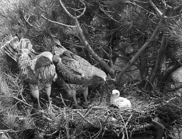 Framed Print : Short toed Eagles at nest - Coto Donana, Spain, 1957 Framed Print : Short toed Eagles at nest - Coto Donana, Spain, 1957
