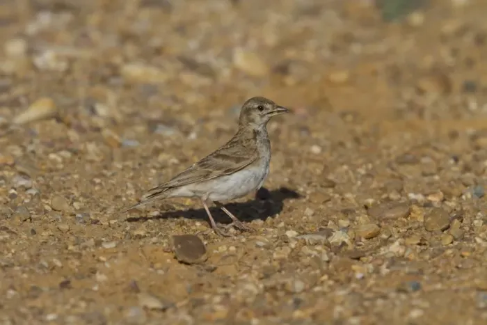 Framed Print : Short toed Lark - Coto Donana, Spain Framed Print : Short toed Lark - Coto Donana, Spain
