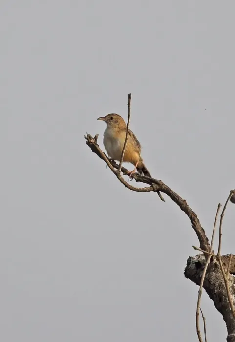 Framed Print : Short-winged Cisticola (Cisticola brachypterus brachypterus) adult, perched at top of dead tree, Shai Hills Framed Print : Short-winged Cisticola (Cisticola brachypterus brachypterus) adult, perched at top of dead tree, Shai Hills
