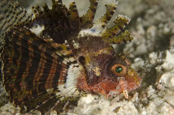 Framed Print : Shortfin Lionfish (Dendrochirus brachypterus) adult, close-up of head, at night, Rinca Island, Komodo N. P
