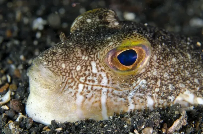 Framed Print : Shortfin Puffer (Torquigener brevipinnis) adult, close-up of head, buried in black sand, Lembeh Straits, Sulawesi Framed Print : Shortfin Puffer (Torquigener brevipinnis) adult, close-up of head, buried in black sand, Lembeh Straits, Sulawesi