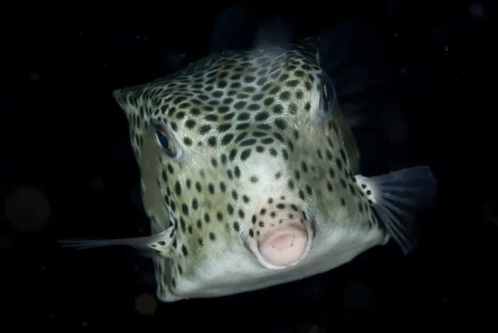 Framed Print : Shortnose Boxfish (Rhynchostracion nasus) juvenile, swimming, Lembeh Straits, Sulawesi, Sunda Islands, Indonesia, July Framed Print : Shortnose Boxfish (Rhynchostracion nasus) juvenile, swimming, Lembeh Straits, Sulawesi, Sunda Islands, Indonesia, July
