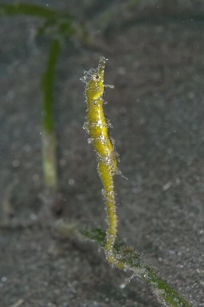Shortpouch Pygmy Pipehorse (Acentronura tentaculata) adult, clinging to eelgrass on black sand, Aer Bajo
