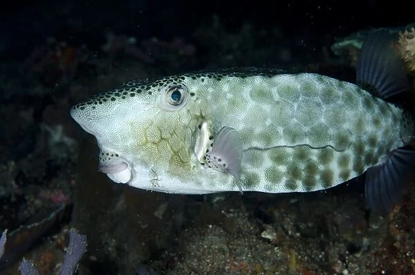 Shortsnout Boxfish (Ostracion rhinorhynchos) adult, swimming, Alor Island, Alor Archipelago, Lesser Sunda Islands