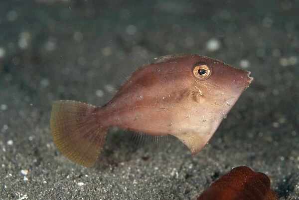 Shortsnout Filefish (Paramonacanthus curtorhynchos) adult, swimming over black sand, Lembeh Straits, Sulawesi