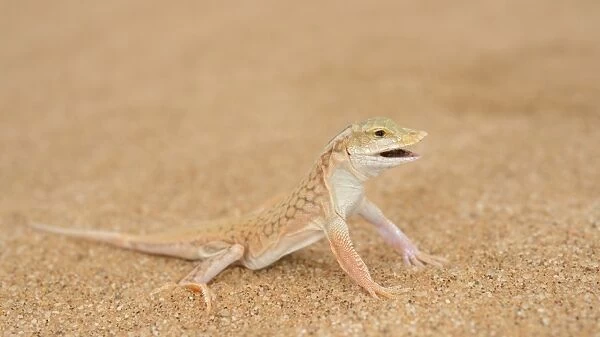 Shovel-snouted Lizard (Meroles anchietae) adult, with mouth open, standing on sand dune in desert, Namib Desert