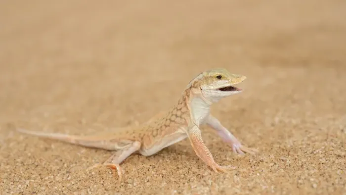 Framed Print : Shovel-snouted Lizard (Meroles anchietae) adult, with mouth open, standing on sand dune in desert, Namib Desert Framed Print : Shovel-snouted Lizard (Meroles anchietae) adult, with mouth open, standing on sand dune in desert, Namib Desert