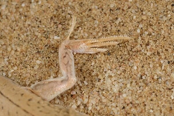 Shovel-snouted Lizard (Meroles anchietae) adult, close-up of hind foot with fringed toes, on sand dune in desert