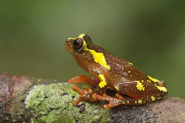 Shreves Sarayacu Treefrog (Dendropsophus sarayacuensis) adult male, sitting on branch, Los Amigos Biological Station