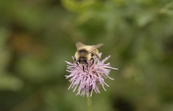 Shrill Carder Bee (Bombus sylvarum) adult, feeding on knapweed flower, Rainham Marshes RSPB Reserve, Thames Estuary