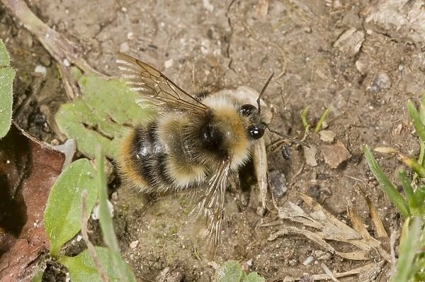 Shrill Carder Bee (Bombus sylvarum) adult, resting on ground, Wiltshire, England, July