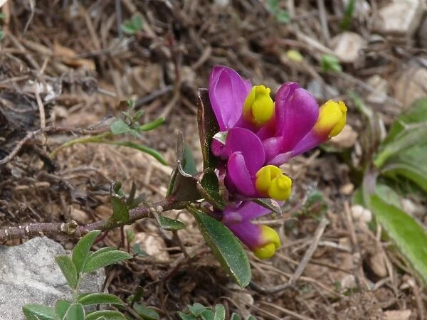 Shrubby Milkwort (Polygala chamaebuxus) purple form, flowering, growing on roadside verge, Dolomites, Italian Alps