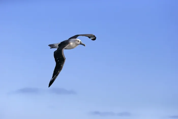 Framed Print : Shy Albatross (Thalassarche cauta) adult, in flight, Cape of Good Hope, Western Cape, South Africa, June Framed Print : Shy Albatross (Thalassarche cauta) adult, in flight, Cape of Good Hope, Western Cape, South Africa, June