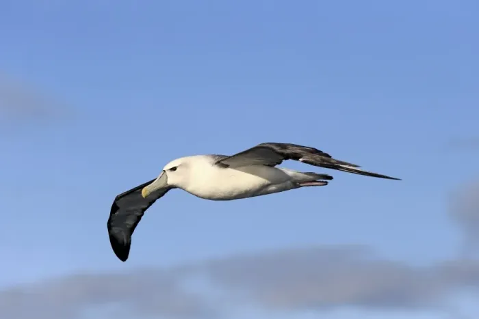 Framed Print : Shy Albatross (Thalassarche cauta) adult, in flight, Cape of Good Hope, Western Cape, South Africa, June Framed Print : Shy Albatross (Thalassarche cauta) adult, in flight, Cape of Good Hope, Western Cape, South Africa, June