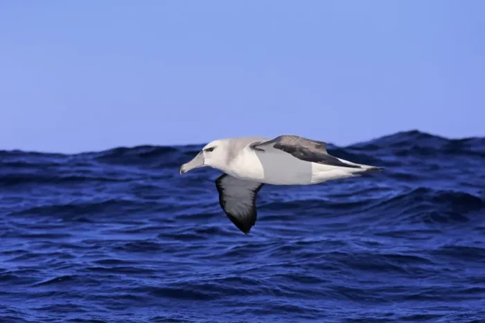 Framed Print : Shy Albatross (Thalassarche cauta) adult, in flight low over sea, Cape of Good Hope, Western Cape, South Africa, June Framed Print : Shy Albatross (Thalassarche cauta) adult, in flight low over sea, Cape of Good Hope, Western Cape, South Africa, June